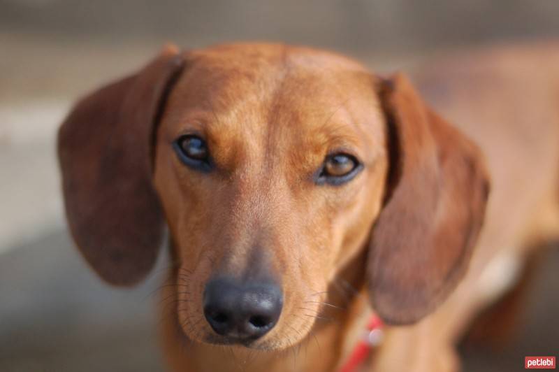 Dachshund (Sosis), Köpek  zeliş fotoğrafı