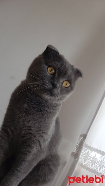 British Shorthair, Kedi  Ares fotoğrafı