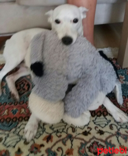 Jack Russell Terrier, Köpek  Loui fotoğrafı