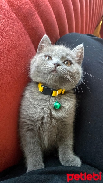 British Shorthair, Kedi  Mia fotoğrafı