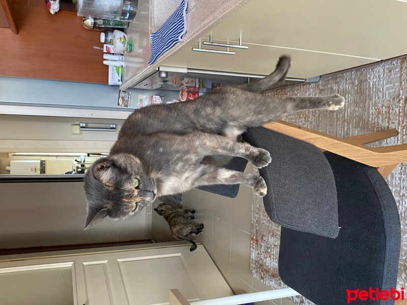 Tekir Kedi, Kedi  Köfte Betty fotoğrafı