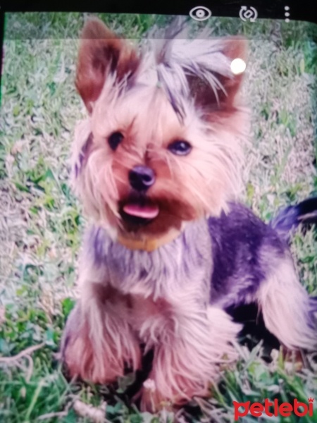 Yorkshire Terrier, Köpek  Odi fotoğrafı