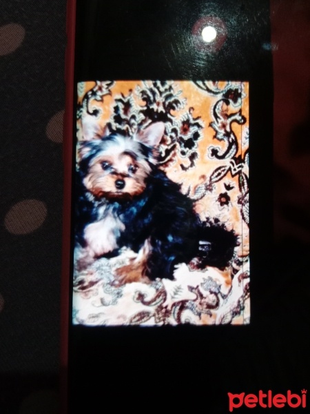 Yorkshire Terrier, Köpek  Odi fotoğrafı