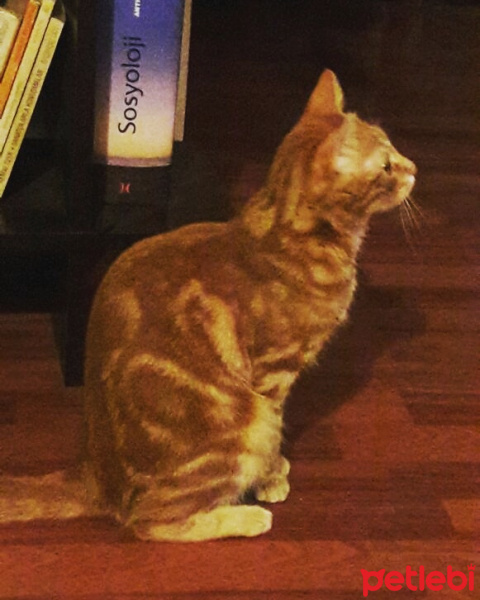 Tekir Kedi, Kedi  MOMO fotoğrafı