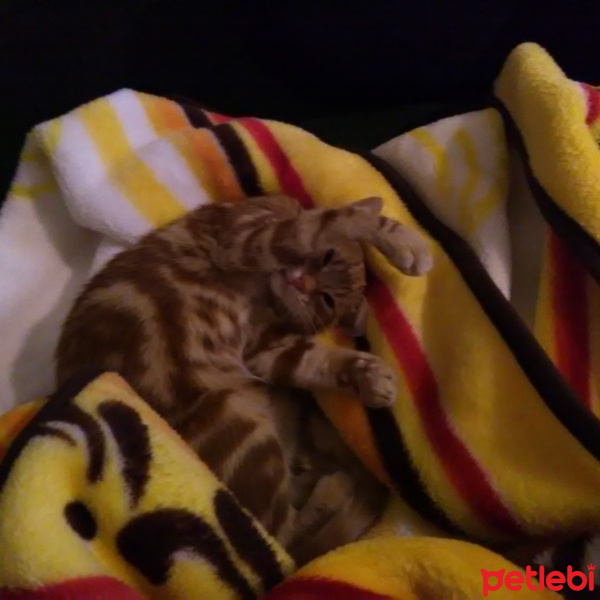 Tekir Kedi, Kedi  MOMO fotoğrafı