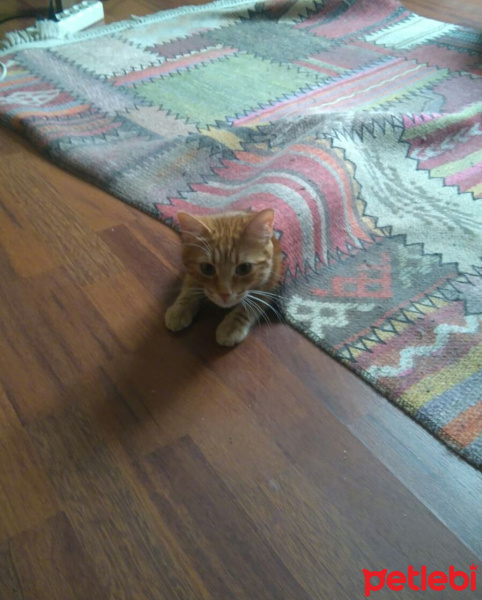 Tekir Kedi, Kedi  MOMO fotoğrafı