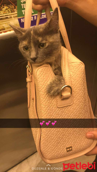 Tekir Kedi, Kedi  wasabi fotoğrafı