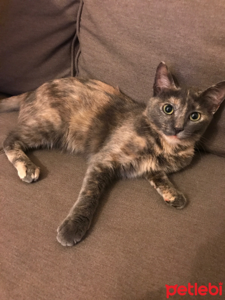 Tekir Kedi, Kedi  wasabi fotoğrafı