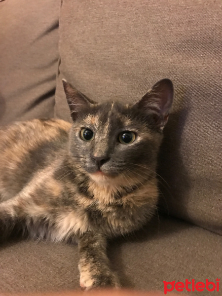 Tekir Kedi, Kedi  wasabi fotoğrafı