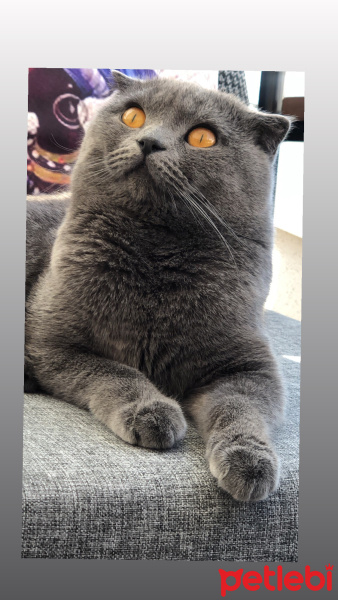 British Shorthair, Kedi  Duman fotoğrafı