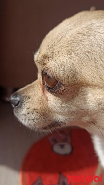 Chihuahua, Köpek  Pilav fotoğrafı