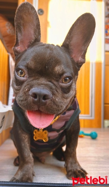 Fransız Bulldog, Köpek  Zeus fotoğrafı