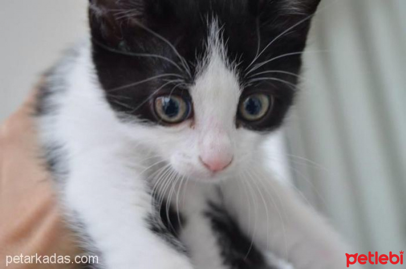 Tuxedo (Smokin) Kedi, Kedi  Fıstık fotoğrafı