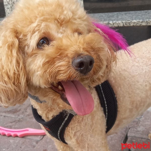 Poodle (Minyatür Kaniş), Köpek  Honey fotoğrafı