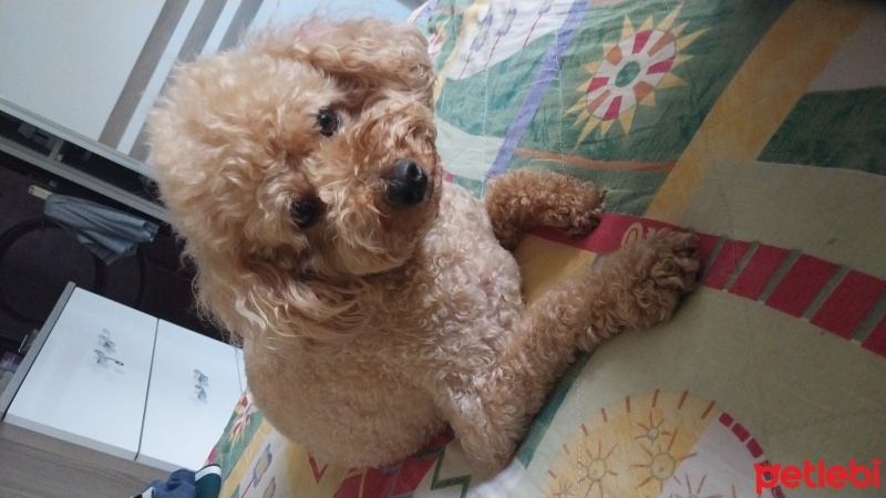 Poodle (Minyatür Kaniş), Köpek  Honey fotoğrafı