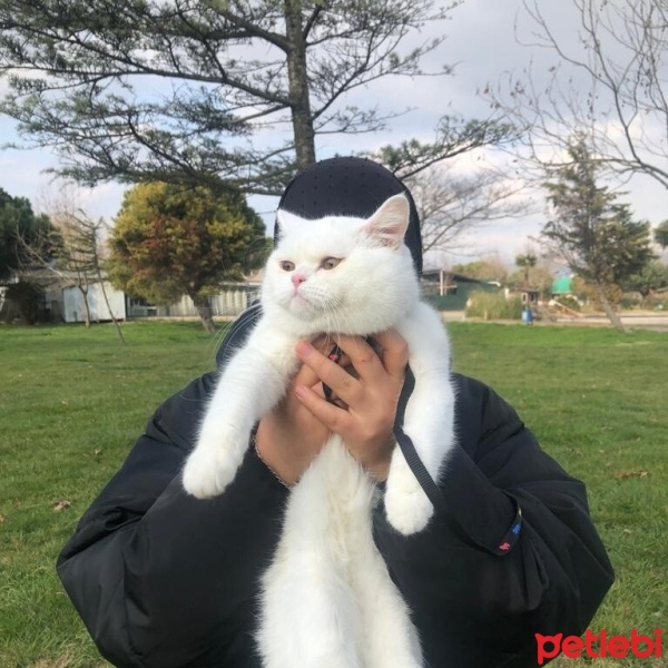 British Shorthair, Kedi  Leo fotoğrafı