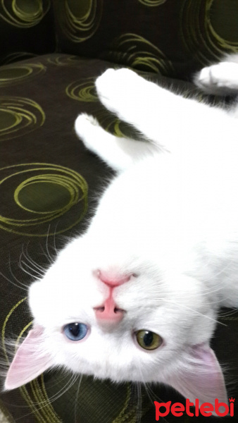 Van Kedisi, Kedi  Jon Snow fotoğrafı