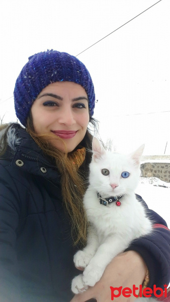 Van Kedisi, Kedi  Jon Snow fotoğrafı