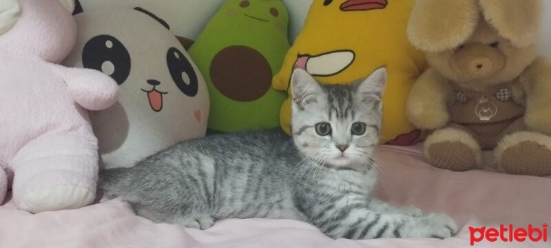 British Shorthair, Kedi  Aris fotoğrafı