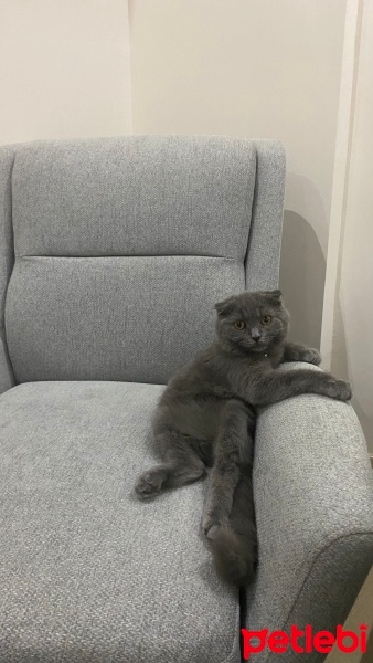 Scottish Fold, Kedi  Duman fotoğrafı