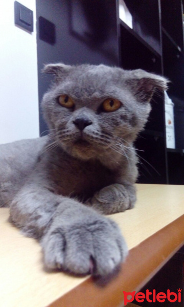 Scottish Fold, Kedi  Duman fotoğrafı