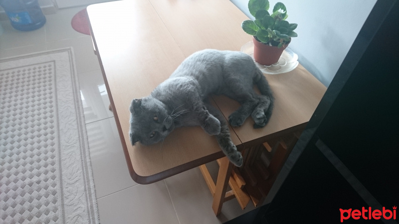 Scottish Fold, Kedi  Duman fotoğrafı
