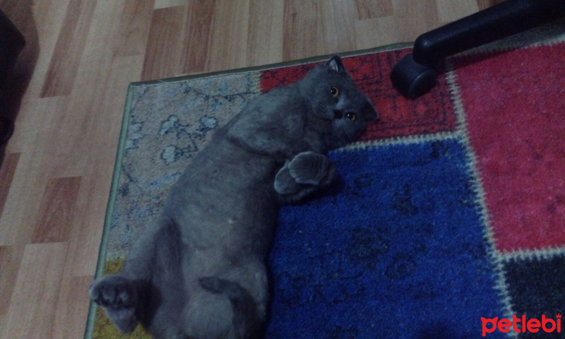 Scottish Fold, Kedi  Duman fotoğrafı
