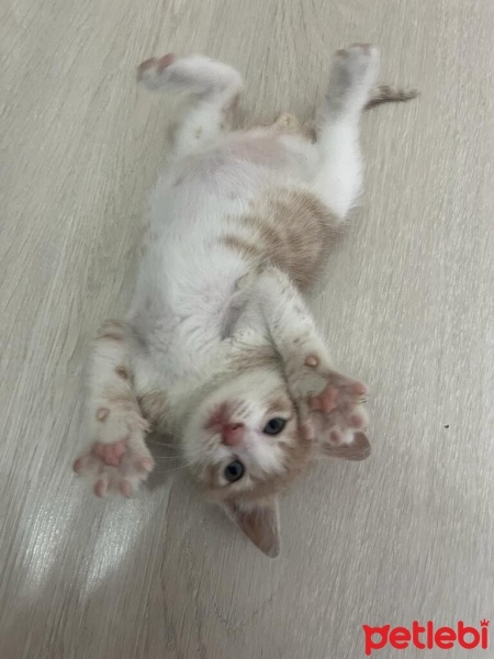 Sarman, Kedi  Köpük fotoğrafı
