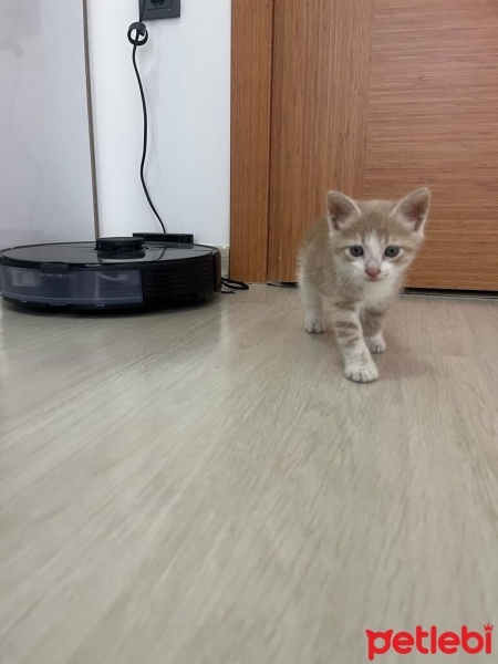 Sarman, Kedi  Köpük fotoğrafı