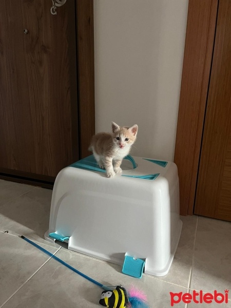 Sarman, Kedi  Köpük fotoğrafı