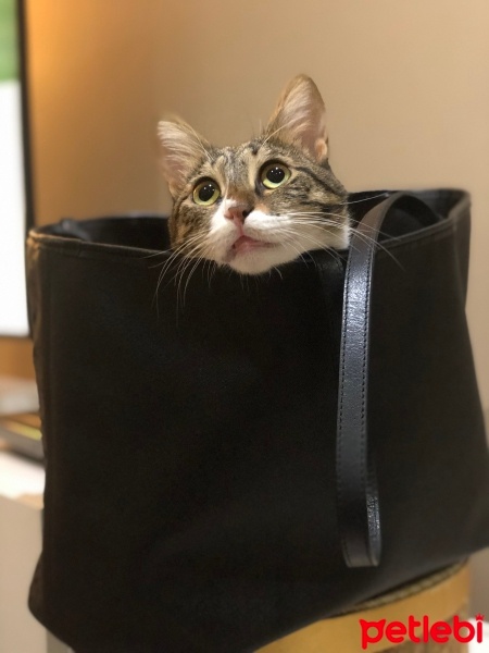 Tekir Kedi, Kedi  Minnoş fotoğrafı