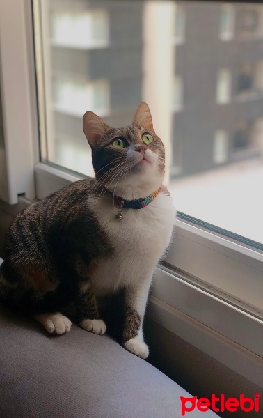 Tekir Kedi, Kedi  Minnoş fotoğrafı