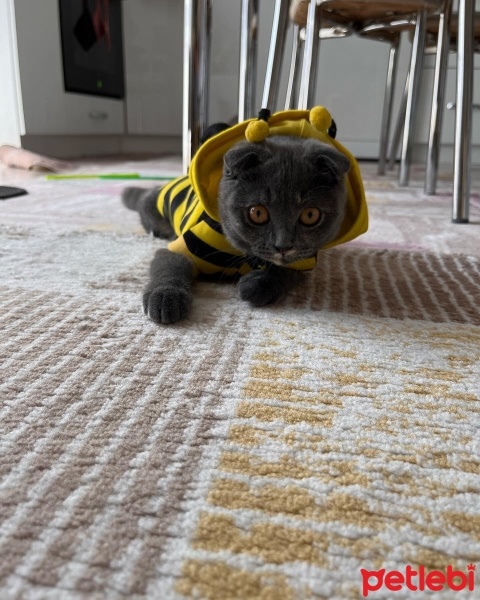Scottish Fold, Kedi  Salça fotoğrafı