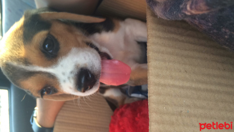 Beagle, Köpek  Ufaklık fotoğrafı