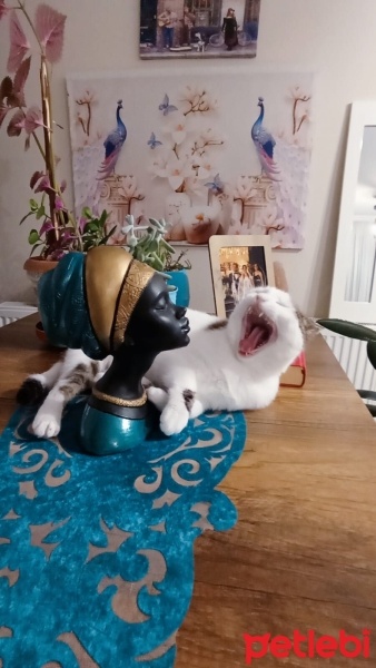 Tekir Kedi, Kedi  Pamuk fotoğrafı