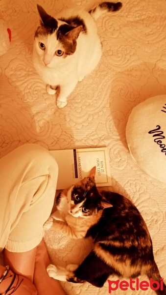 Tekir Kedi, Kedi  Gofret fotoğrafı