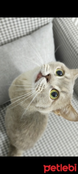 British Shorthair, Kedi  Duman fotoğrafı