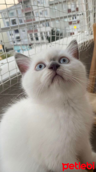 British Longhair, Kedi  Prenses fotoğrafı