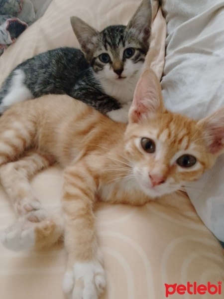 Sarman, Kedi  Boncuk fotoğrafı
