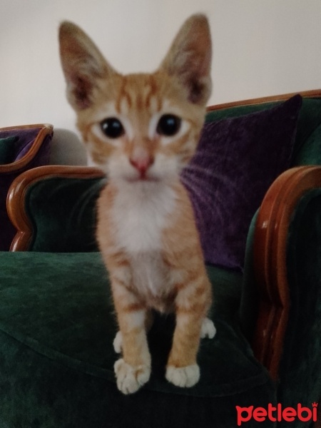 Sarman, Kedi  Boncuk fotoğrafı