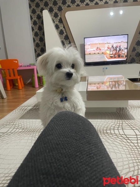 Maltese, Köpek  Mars fotoğrafı