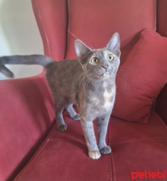 Nebelung, Kedi  Güneş fotoğrafı