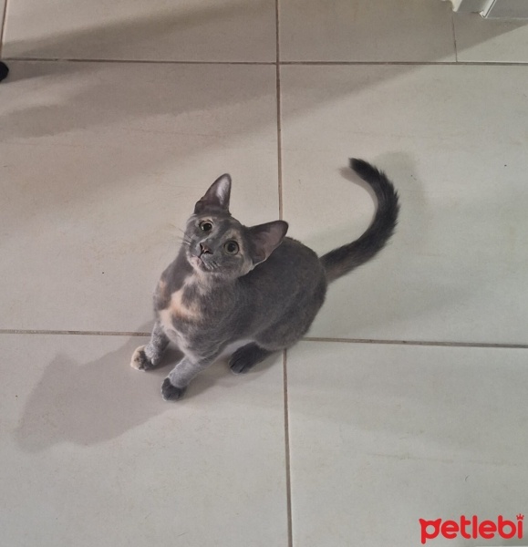 Nebelung, Kedi  Güneş fotoğrafı