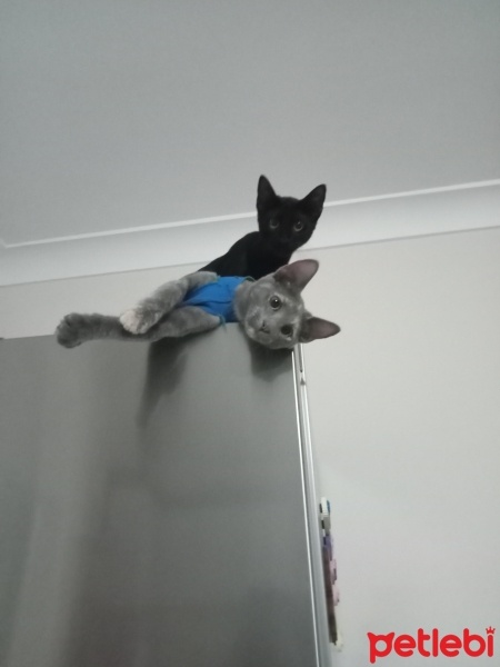 Nebelung, Kedi  Güneş fotoğrafı