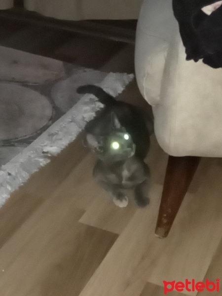 Nebelung, Kedi  Güneş fotoğrafı