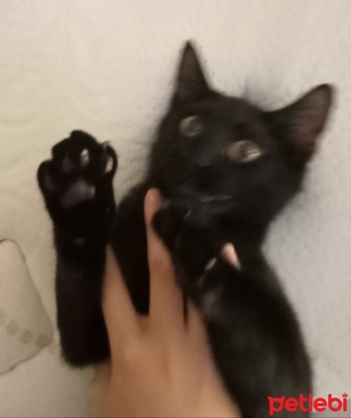 Nebelung, Kedi  Neptün fotoğrafı