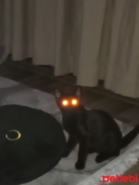 Nebelung, Kedi  Neptün fotoğrafı