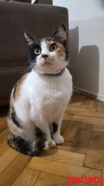 Tekir Kedi, Kedi  Asi fotoğrafı