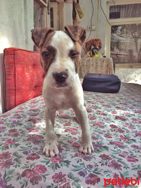 Amerikan Pitbull Terrier, Köpek  Boyla fotoğrafı