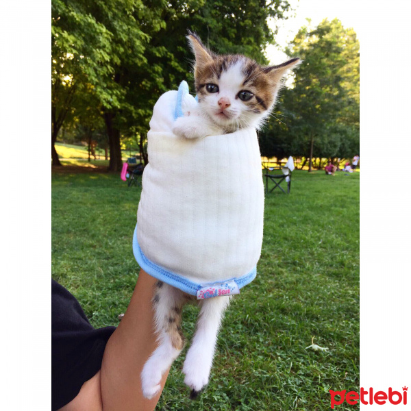 Tekir Kedi, Kedi  Gökçe  fotoğrafı